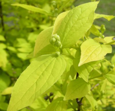 Seringat des jardins dor� : Taille 40/60 cm - Pot de 3 litres