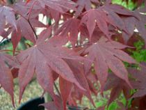 Plantes de terre de bruyre