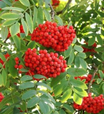 Sorbier des oiseaux, taille 60/90 cm, racines nues : � l'unit� ou par lot de 5 plants