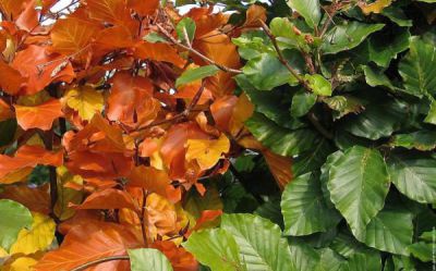 H�tres verts : taille 60/80 cm - Racines Nues