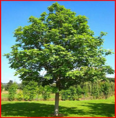 Fr�ne commun : taille 80/100 cm - Racines Nues