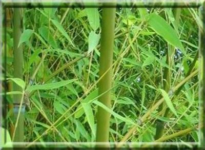 Bambou Dor� : taille 125/+ cm - pot de 5 litres