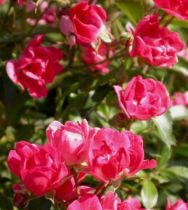 Rosiers arbustifs, paysagers et couvre-sols