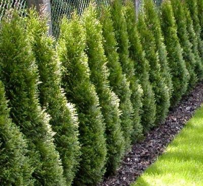 Thuja occidentalis 'Smaragd' / Thuya du Canada Smaragd : taille 100/120 cm - Pot de 5 litres