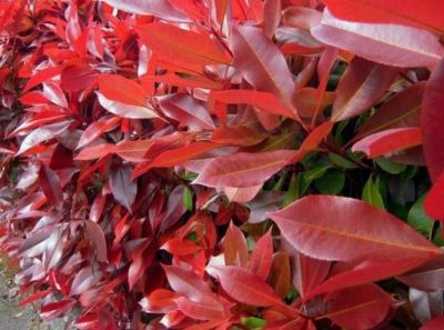 Photinia � fraseri �Red�Robin� - Photinia rouge�: taille 20/30 cm - godet 9x9 cm