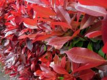 Photinia × fraseri Red Robin - Photinia rouge : taille 20/30 cm - godet 9x9 cm