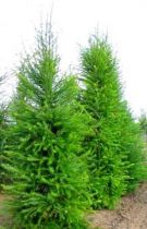  Larix kaempferi / Mélèze du Japon : taille 30/50 cm - godet 9x9 cm