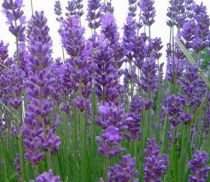Lavandula angustifolia 'Munstead' / Lavande vraie naine : godet 9x9 cm  0,6 litre