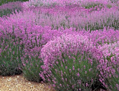 Lavandula angustifolia 'Rosea' / Lavande vraie � fleurs roses�: godet 9x9 cm � 0,6 litre