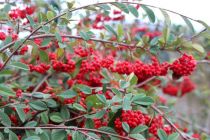 Cotonéaster laiteux - Cotoneaster Lacteus : taille 20/30 cm - pot 1,5 litres