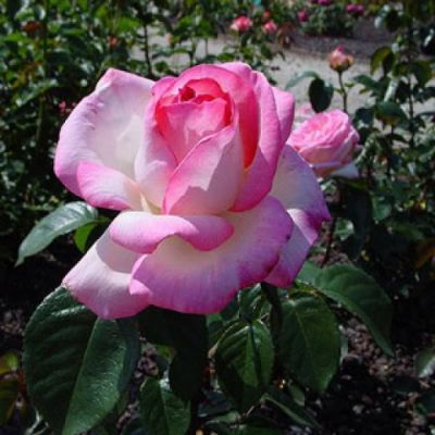 Rosier Princesse de Monaco �  : Racines nues