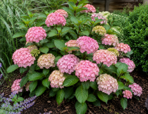 HYDRANGEA 'PREZIOSA' VG.png