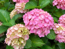 HYDRANGEA 'PREZIOSA' GP.png