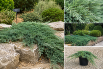 Gen&eacute;vrier 'Blue carpet' Juniperus blue carpet.png
