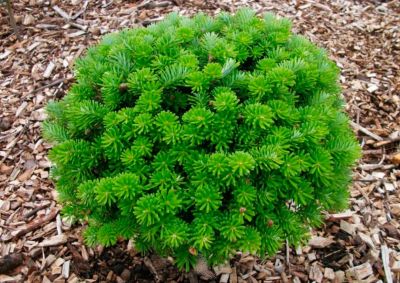 Abies koreana \'Brillant\' / Sapin de Cor�e : taille 20/25 cm - pot de 2,5 litres