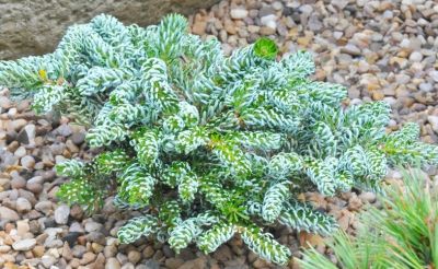  Abies koreana \'Kohout\'s Icebreaker\' / Sapin de Cor�e nain�: pot de 2 litres � 10/15 cm