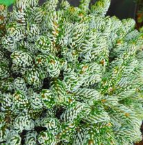  Abies koreana \'Kohout\'s Icebreaker\' / Sapin de Corée nain : pot de 2 litres  10/15 cm