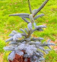 Abies procera \'Glauca\' / Sapin noble : taille 20/30 cm - pot de 2,5 litres	