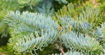 Abies procera \'Glauca\' / Sapin noble : taille 20/30 cm - pot de 2,5 litres	