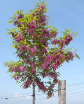 Acacia casque rouge : haute tige - circonférence du tronc 6/8 cm - racines nues