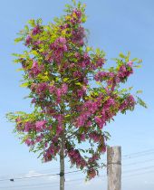 Acacia casque rouge : haute tige - circonférence du tronc 6/8 cm - racines nues