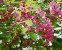 Acacia casque rouge : haute tige - circonférence du tronc 6/8 cm - racines nues