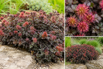 Acaena microphylla \'Kupferteppich\' : godet de 9x9 cm - 0,6 litre