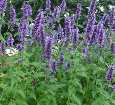 Agastache \'Blue Fortune\' : godet de 9x9 cm - 0,6 litre