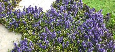 Ajuga reptans \'Chocolate Chip\' - Bugle rampante � feuillage chocolat