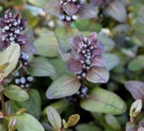 Ajuga reptans \'Chocolate Chip\' - Bugle rampante à feuillage chocolat