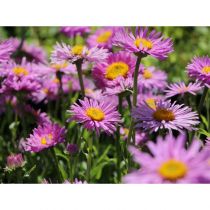 Couvre-sol - Plantes pour talus