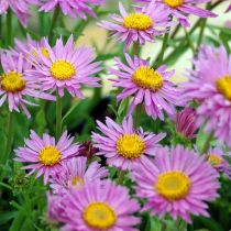 Aster alpinus \'Happy End\' - Aster des Alpes rose : godet de 9x9 cm - 0,6 litre