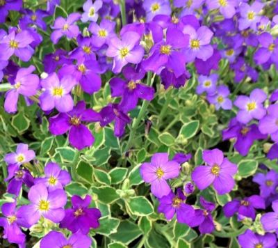Aubrieta / Aubri�te \'Dr Mules Variegated\' : godet de 9x9 cm - 0,6 litre