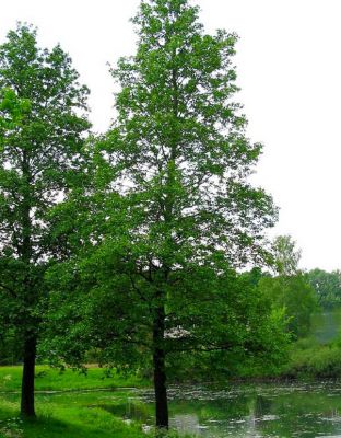 Aulne �feuilles�de�c�ur�/�Aulne�de�Corse�: taille 60/90cm - racines nues