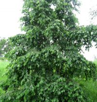 Aulne blanc / Alnus Incana : taille 60/90 cm - racines nues