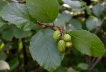 Aulne blanc / Alnus Incana : taille 60/90 cm - racines nues