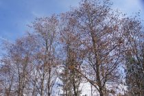 Aulne blanc / Alnus Incana : taille 60/90 cm - racines nues