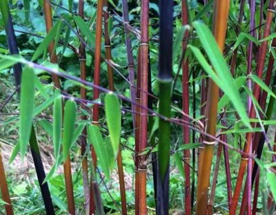 Bambou Fargesia Jiuzhaigou : propos� en taille 60/+cm - 100/+cm