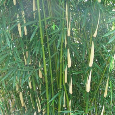 Bambou Fargesia Robusta Campbell : propos� en taille 60/+cm - 100/+cm - 125/+cm - 150/+cm