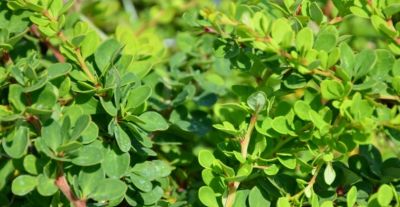 Berberis thunbergii \'Green Carpet \' / Epine-vinette de Thunberg \'Green Carpet \' : taille 30/+ cm - pot de 1,5 litres