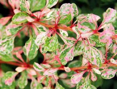 Berberis thunbergii \'Natasza\' :� taille 30/40 cm - pot de 3 litres