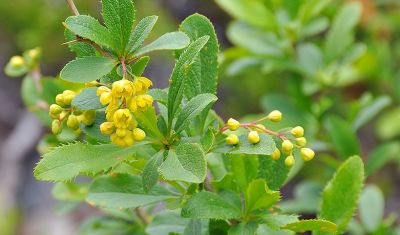 Berberis vulgaris - �pine-vinette commune : taille 40/60 cm - Racines Nues