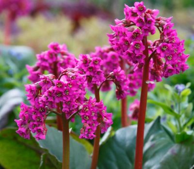Bergenia cordifolia \'Purpurea\' : godet de 9x9 cm - 0,6 litre