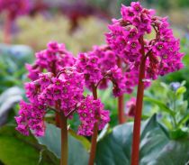 Bergenia cordifolia \'Purpurea\' : godet de 9x9 cm - 0,6 litre