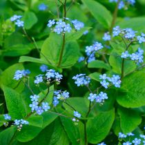 Brunnera Macrophylla - Myosotis du Caucase : godet de 9x9 cm