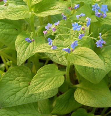 Brunnera macrophylla \'Diane\'s Gold\' � - Myosotis du Caucase \'Diane\'s Gold\' : godet de 9x9 cm