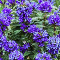 Campanula glomerata Superba - Campanule à bouquets : godet de 9x9 cm - 0,6 litre