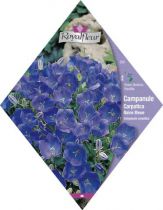 CAMPANULE Carpatica Naine Bleue