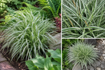 Carex oshimensis \'Everest\' - La&icirc;che panach&eacute;e \'Everest\' : godet de 9x9 cm - pot de 2 litres