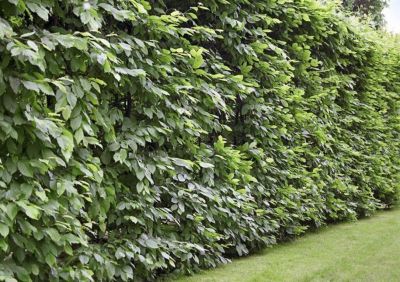 Carpinus betulus - Charmille : taille 80/100 cm - pot de 3 litres